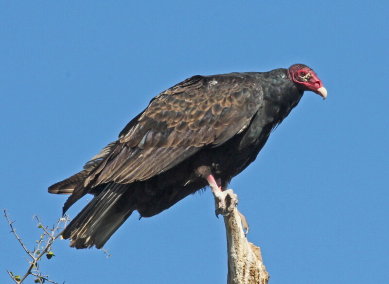 A turkey vulture with a red head and dark feathers perched on a tree branch against a clear blue sky. visit bishop