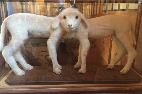 A taxidermy exhibit in Bishop, California, features a two-headed lamb enclosed in a glass display case. The lamb has four legs and two identical heads positioned side by side, facing forward. The background includes a wooden display stand and part of a dimly lit room. visit bishop