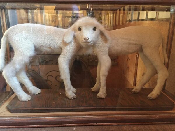 A taxidermy exhibit in Bishop, California, features a two-headed lamb enclosed in a glass display case. The lamb has four legs and two identical heads positioned side by side, facing forward. The background includes a wooden display stand and part of a dimly lit room. visit bishop