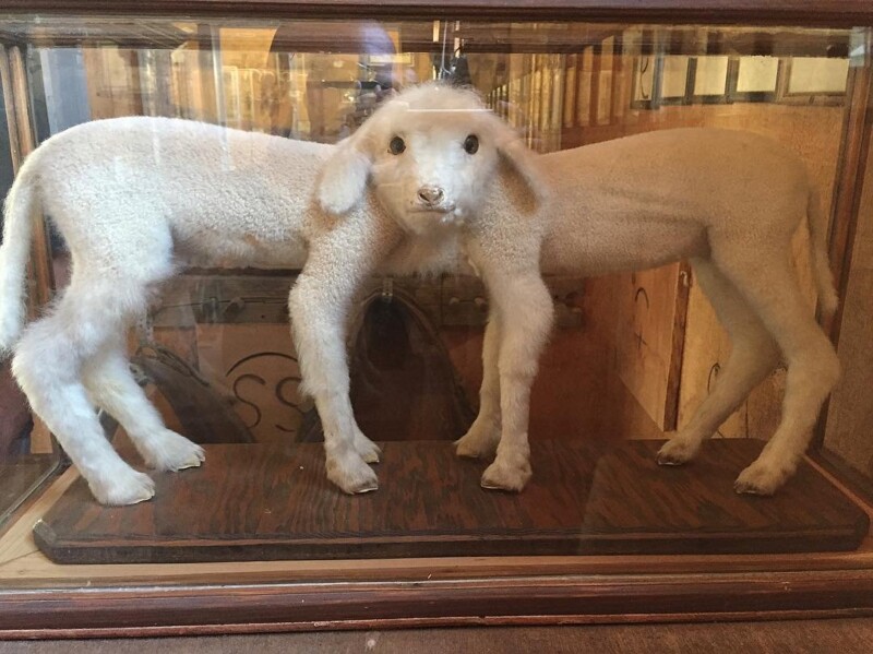 A taxidermy exhibit in Bishop, California, features a two-headed lamb enclosed in a glass display case. The lamb has four legs and two identical heads positioned side by side, facing forward. The background includes a wooden display stand and part of a dimly lit room. visit bishop