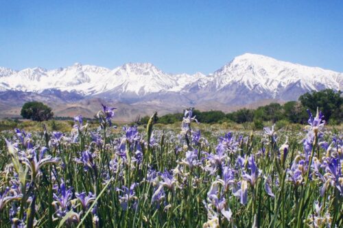 A field of purple and white flowers stretches across the foreground with snow-capped mountains and a clear blue sky in the background, capturing the serene beauty of Bishop, California. Green shrubs are scattered at the base of the mountains. visit bishop