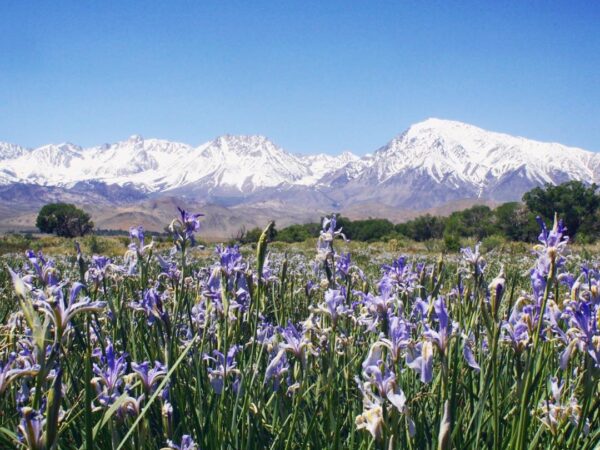 A field of purple and white flowers stretches across the foreground with snow-capped mountains and a clear blue sky in the background, capturing the serene beauty of Bishop, California. Green shrubs are scattered at the base of the mountains. visit bishop