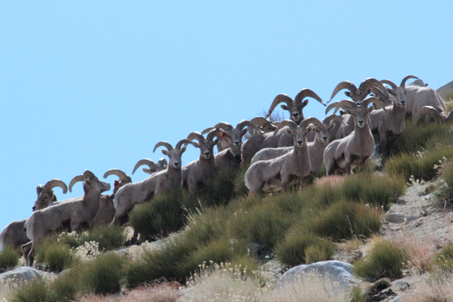 A group of bighorn sheep standing on a grassy hillside under a clear blue sky in Bishop, California offers a picturesque scene in the Eastern Sierra. visit bishop