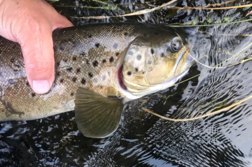 A hand holding a large spotted fish partially submerged in a river. visit bishop