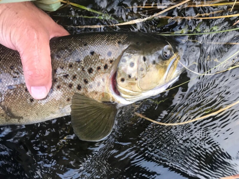 A hand holding a large spotted fish partially submerged in a river. visit bishop