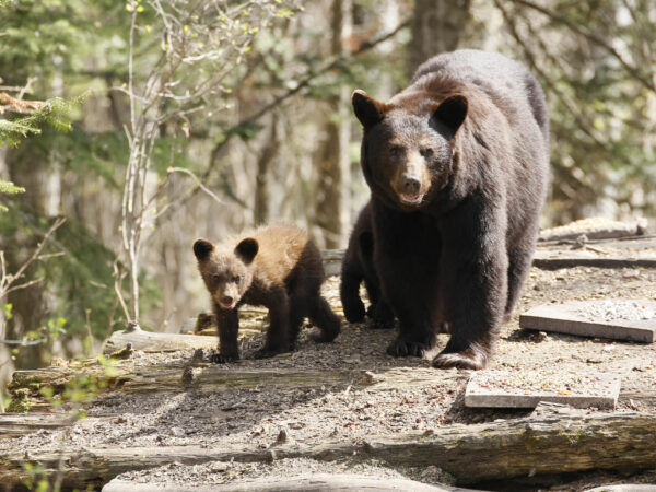 A large black bear and a small bear cub walk through a forested area near Bishop, California. The cub follows closely behind the adult bear. Sunlight filters through the trees, casting dappled shadows on the ground. visit bishop