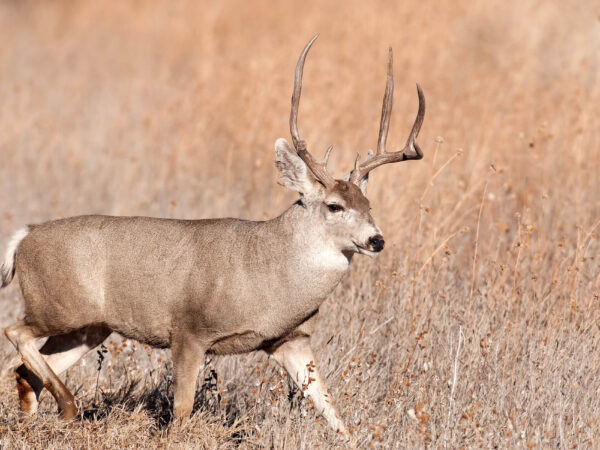 A deer with large antlers walks through a dry, grassy field. The background is blurred, emphasizing the deer's coloration and features. The sun casts a warm light, highlighting the deer's fur and setting a serene, natural scene in Bishop, California. visit bishop