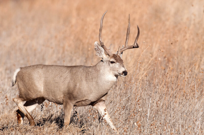 A deer with large antlers walks through a dry, grassy field. The background is blurred, emphasizing the deer's coloration and features. The sun casts a warm light, highlighting the deer's fur and setting a serene, natural scene in Bishop, California. visit bishop