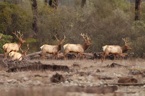 A herd of elk with large antlers are seen walking through a wooded area with sparse vegetation near Bishop, California. Some of the elk are standing while others are lying down on the ground. The background consists of trees and shrubs under an overcast sky. visit bishop