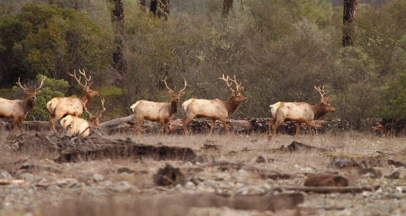 A herd of elk with large antlers are seen walking through a wooded area with sparse vegetation near Bishop, California. Some of the elk are standing while others are lying down on the ground. The background consists of trees and shrubs under an overcast sky. visit bishop