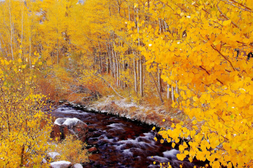 A serene creek flows through a dense forest of trees with vibrant golden-yellow autumn leaves. visit bishop