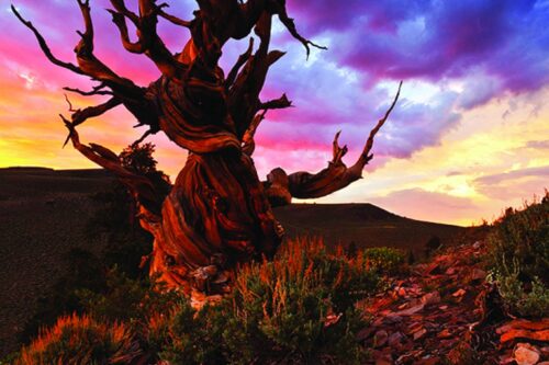 A twisted, ancient tree stands against a vibrant sunset sky with rocky terrain and small white flowers in the foreground. visit bishop