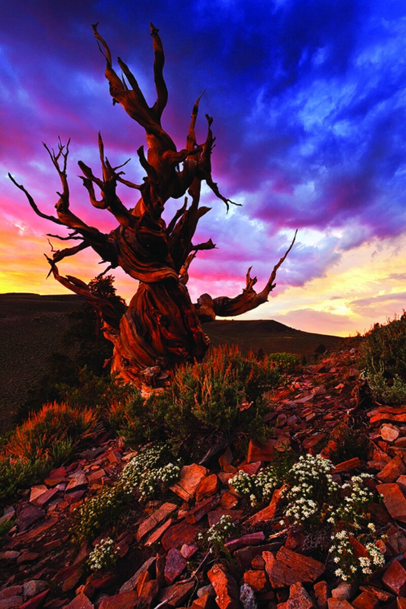 A twisted, ancient tree stands against a vibrant sunset sky with rocky terrain and small white flowers in the foreground. visit bishop