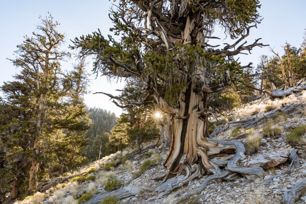 An ancient twisted tree with gnarled branches stands on a rocky slope, sunlight peeking through in a dense forest area, reminiscent of the serene landscapes you might find near Bishop, California. visit bishop