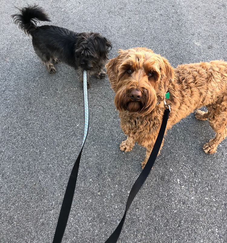 Two dogs on leashes stand on a pavement, one small and dark-haired, the other larger with curly, light-brown fur. visit bishop