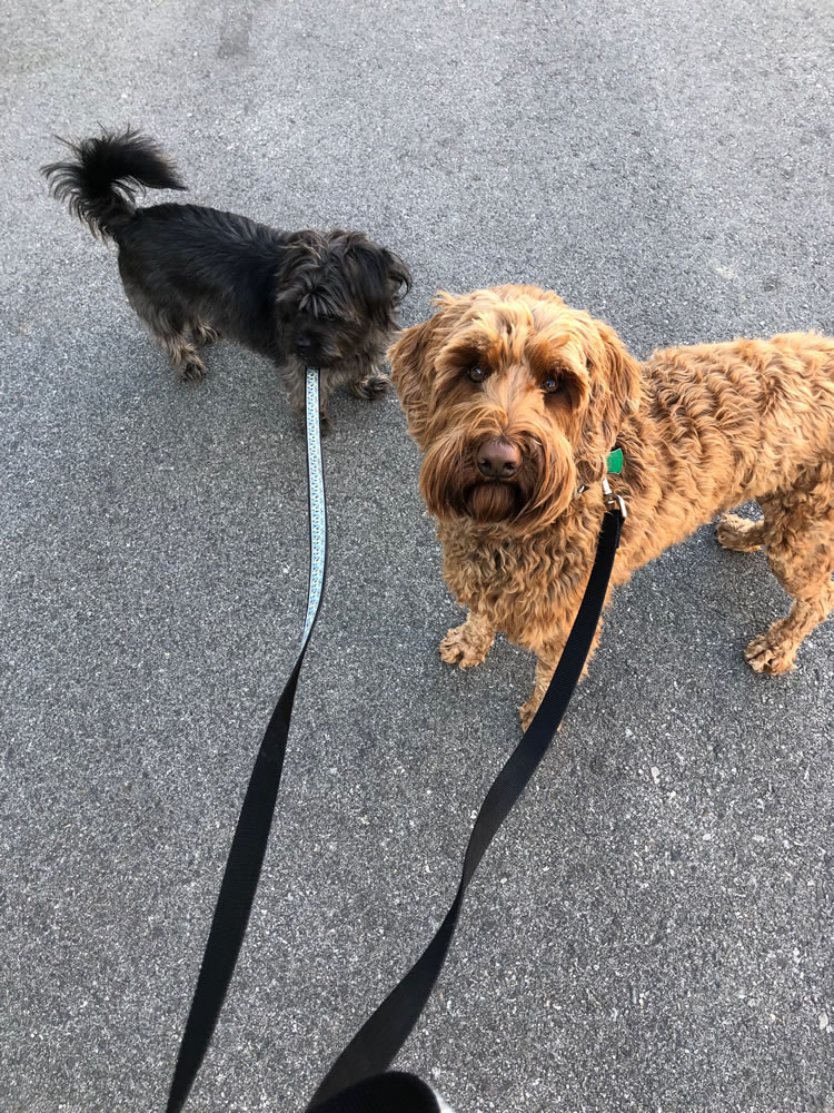 Two dogs on leashes stand on a pavement, one small and dark-haired, the other larger with curly, light-brown fur. visit bishop