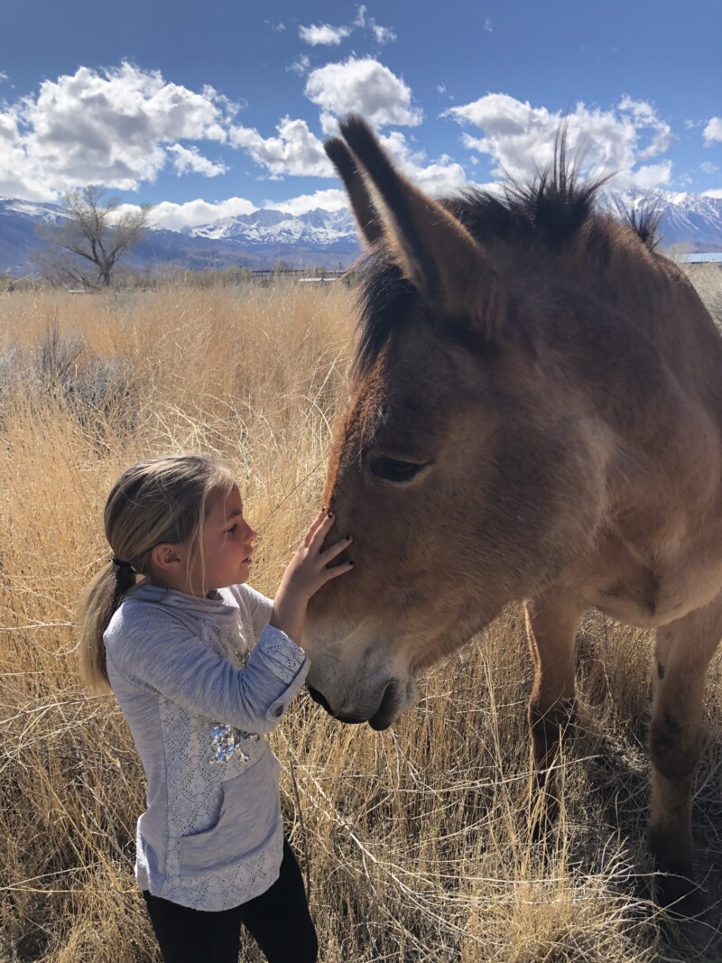 A young girl wearing a light gray sweater gently touches the face of a brown donkey in a dry grass field near Bishop, California. The sky is blue with scattered clouds, and snowy mountains are visible in the background. visit bishop