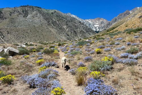 A dog walks along a trail lined with purple and yellow wildflowers, with mountains and a clear blue sky in the background. visit bishop