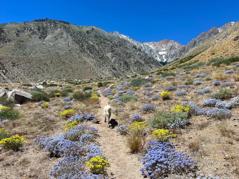 A dog walks along a trail lined with purple and yellow wildflowers, with mountains and a clear blue sky in the background. visit bishop