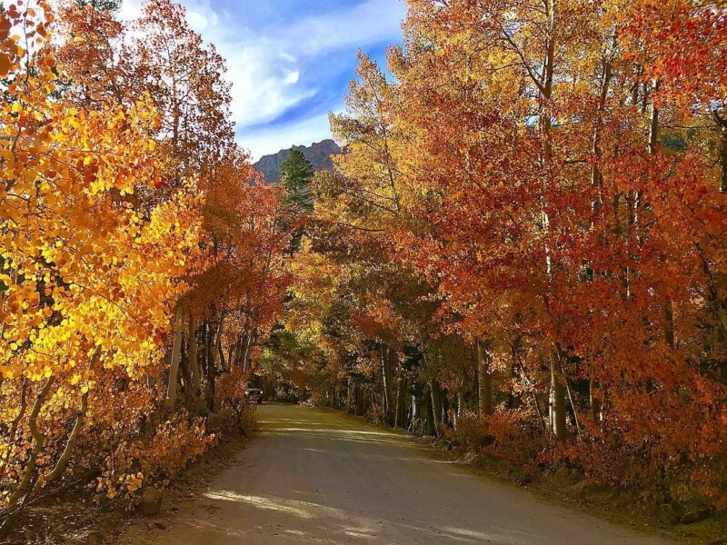 A scenic, tree-lined dirt road in Bishop, California is surrounded by vibrant autumn foliage. The tall trees display a mix of bright yellow, orange, and red leaves under a blue sky with wispy clouds. The peaceful path suggests a serene and picturesque fall setting. visit bishop