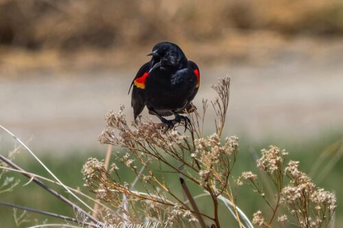 A blackbird with red and yellow wings perched on dried plants in a natural setting. visit bishop