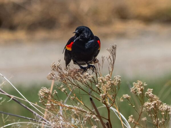 A blackbird with red and yellow wings perched on dried plants in a natural setting. visit bishop