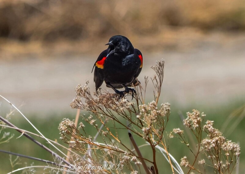 A blackbird with red and yellow wings perched on dried plants in a natural setting. visit bishop