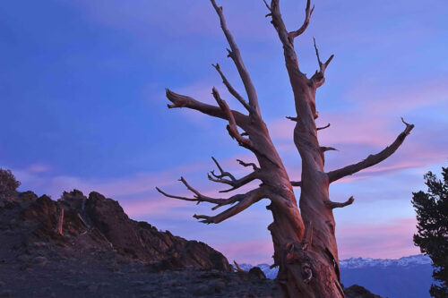 A gnarled, leafless tree stands alone against a backdrop of a dusky sky with pink and purple hues. The rugged terrain around Bishop, California, and distant mountains add to the dramatic scenery. The ground appears rocky and barren, contributing to the scene's desolate beauty. visit bishop