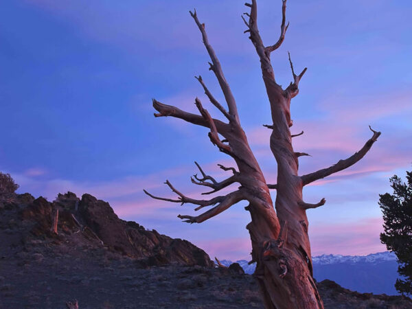 A gnarled, leafless tree stands alone against a backdrop of a dusky sky with pink and purple hues. The rugged terrain around Bishop, California, and distant mountains add to the dramatic scenery. The ground appears rocky and barren, contributing to the scene's desolate beauty. visit bishop