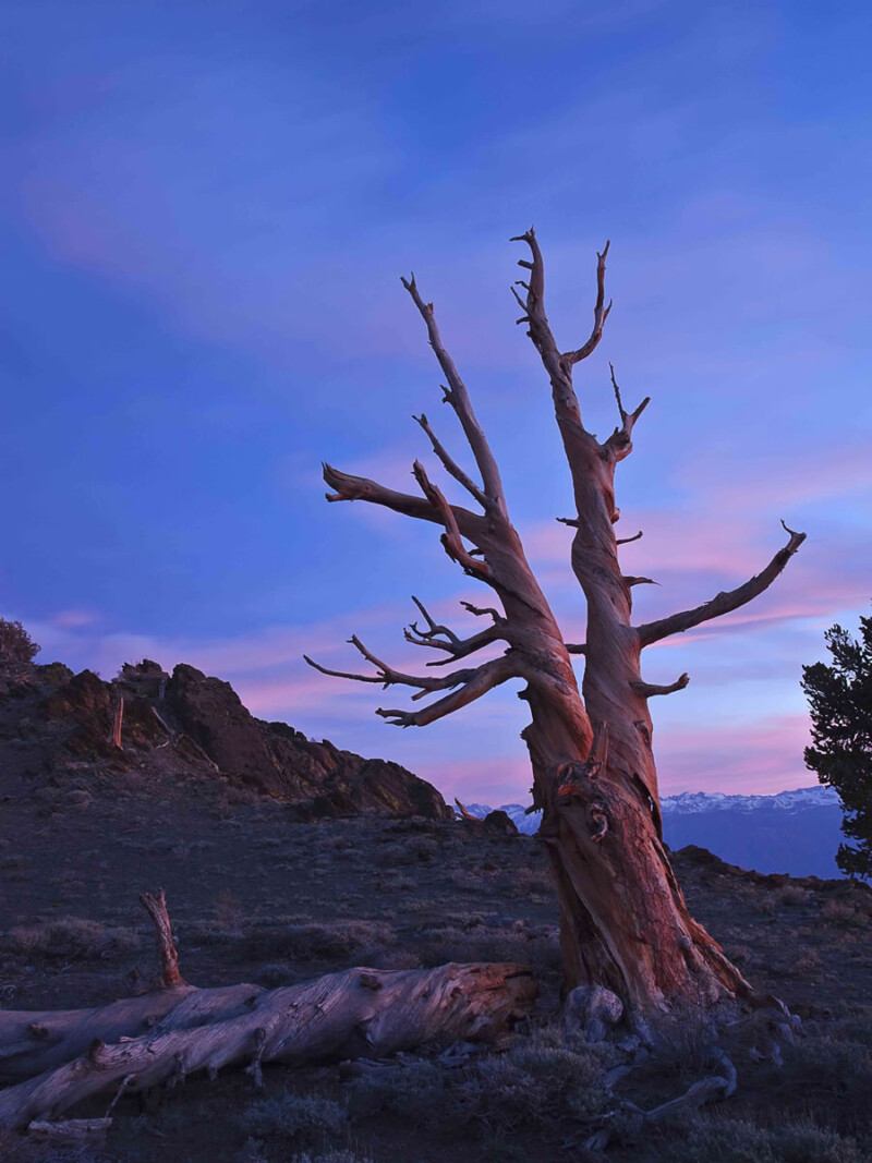 A gnarled, leafless tree stands alone against a backdrop of a dusky sky with pink and purple hues. The rugged terrain around Bishop, California, and distant mountains add to the dramatic scenery. The ground appears rocky and barren, contributing to the scene's desolate beauty. visit bishop