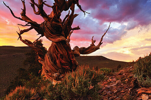 Gnarled, ancient tree with twisted branches standing on a rocky landscape at sunset, with a colorful sky in the background. visit bishop