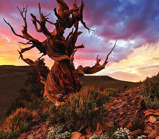 Gnarled, ancient tree with twisted branches standing on a rocky landscape at sunset, with a colorful sky in the background. visit bishop