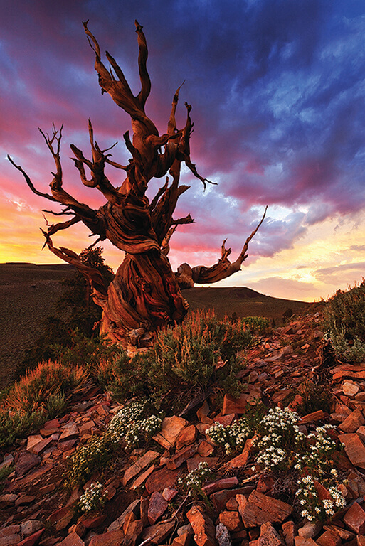 Gnarled, ancient tree with twisted branches standing on a rocky landscape at sunset, with a colorful sky in the background. visit bishop