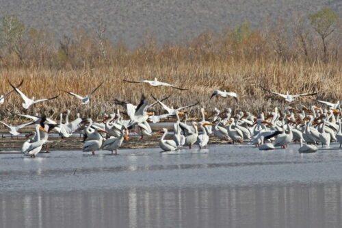 Flock of pelicans and other birds gathered near the shore of a lake in a marshy area with dry reeds in the background. visit bishop