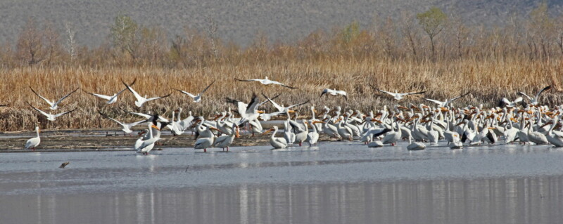 Flock of pelicans and other birds gathered near the shore of a lake in a marshy area with dry reeds in the background. visit bishop