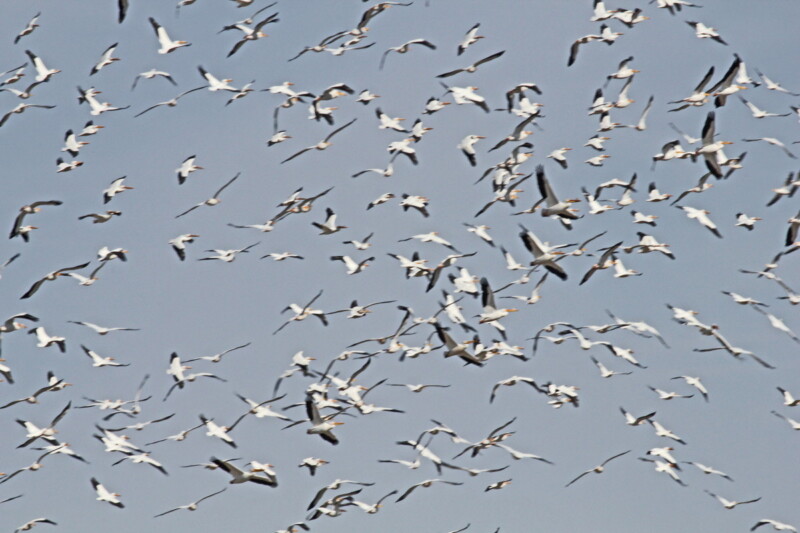 A large flock of seagulls mid-flight against a clear blue sky, wings spread wide as they soar and maneuver together in a dense cluster. The birds appear scattered yet coordinated, creating an intricate pattern over Bishop, California. visit bishop