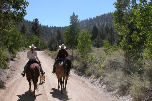 Two people on horseback ride down a dirt trail in a forested area near Bishop, California, accompanied by a dog. visit bishop