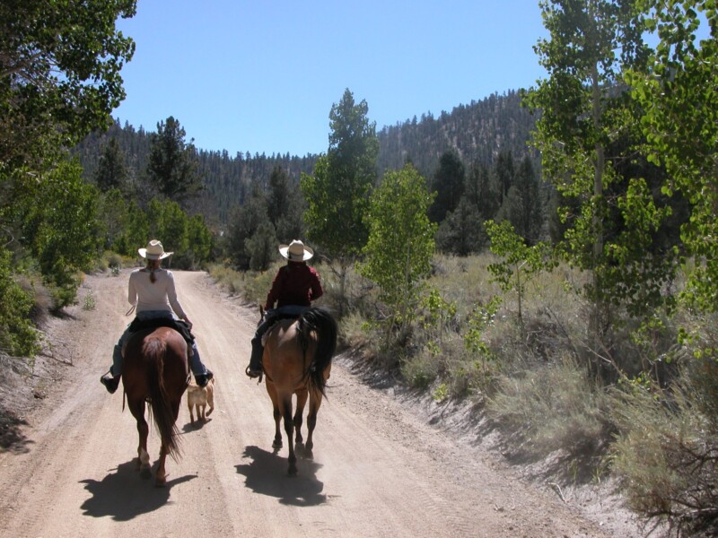 Two people on horseback ride down a dirt trail in a forested area near Bishop, California, accompanied by a dog. visit bishop