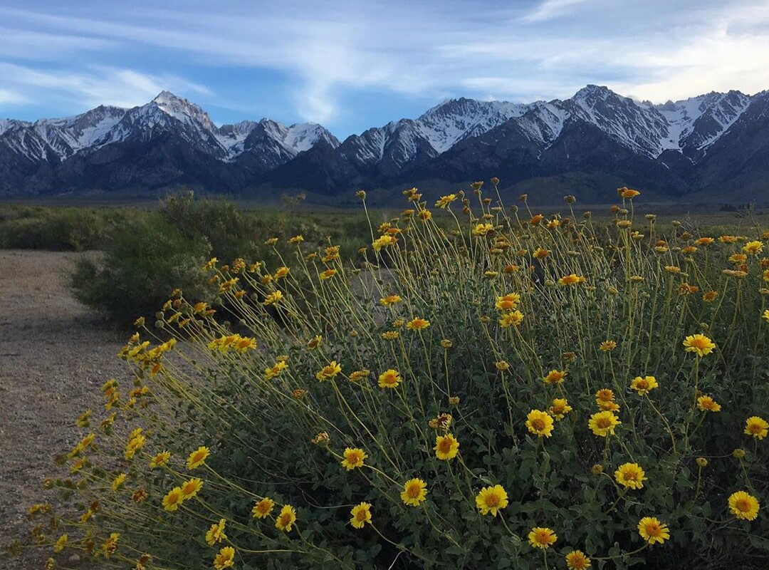 A picturesque scene of yellow wildflowers in the foreground with a backdrop of snow-capped mountains under a partly cloudy sky in Bishop, California. The contrast between the vibrant flowers and the serene mountains creates a breathtaking landscape.
 visit bishop