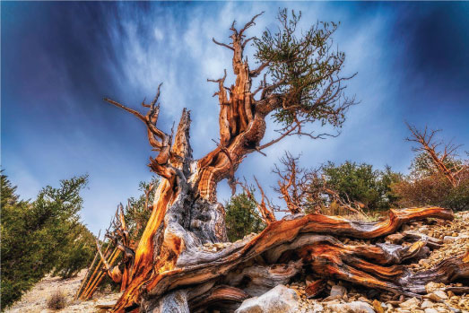 bristlecone-tree-in-the-sun