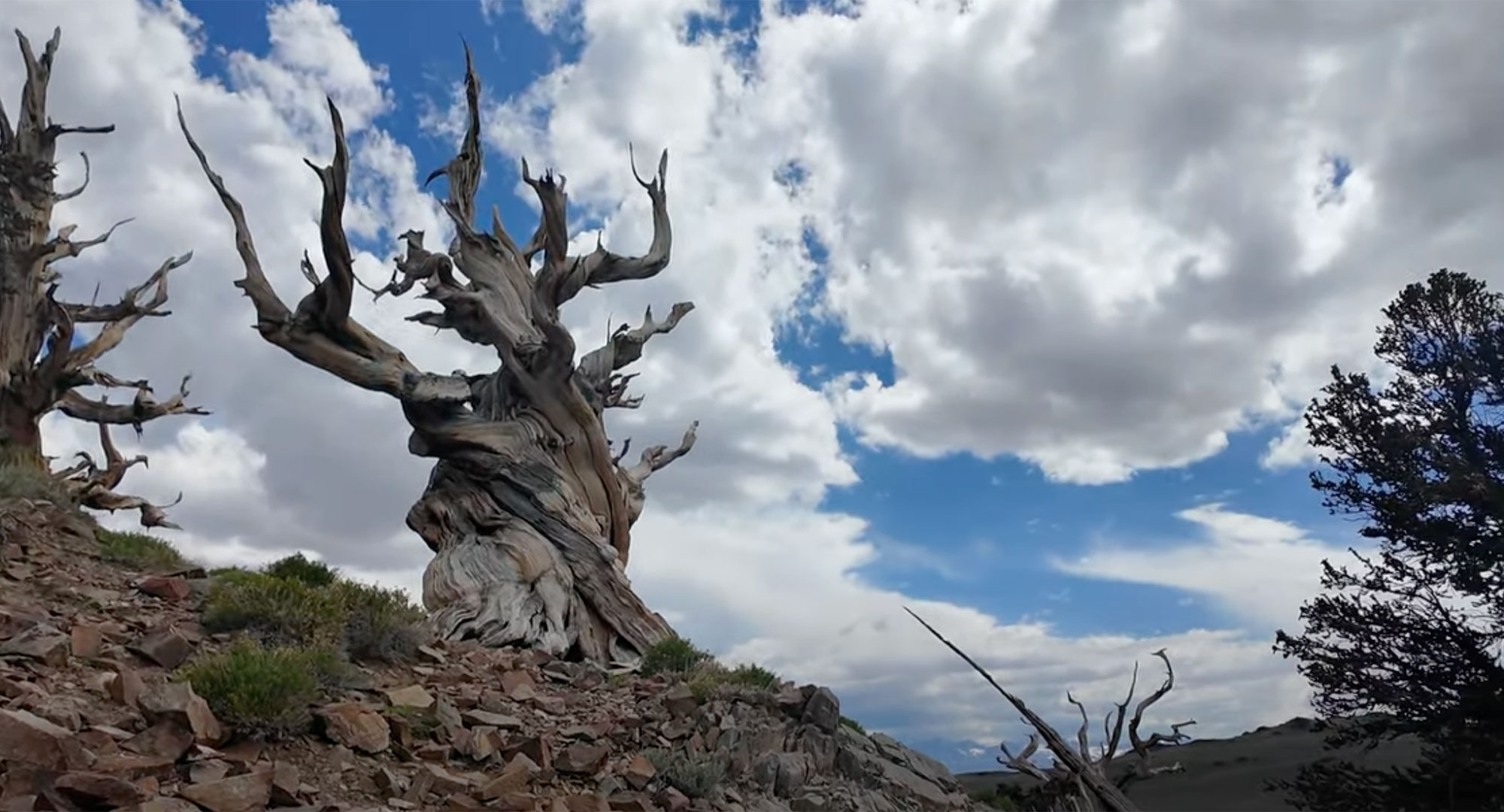 Twisted, ancient bristlecone pine tree on a rocky hillside in Bishop, California, under a partly cloudy sky with patches of blue. visit bishop