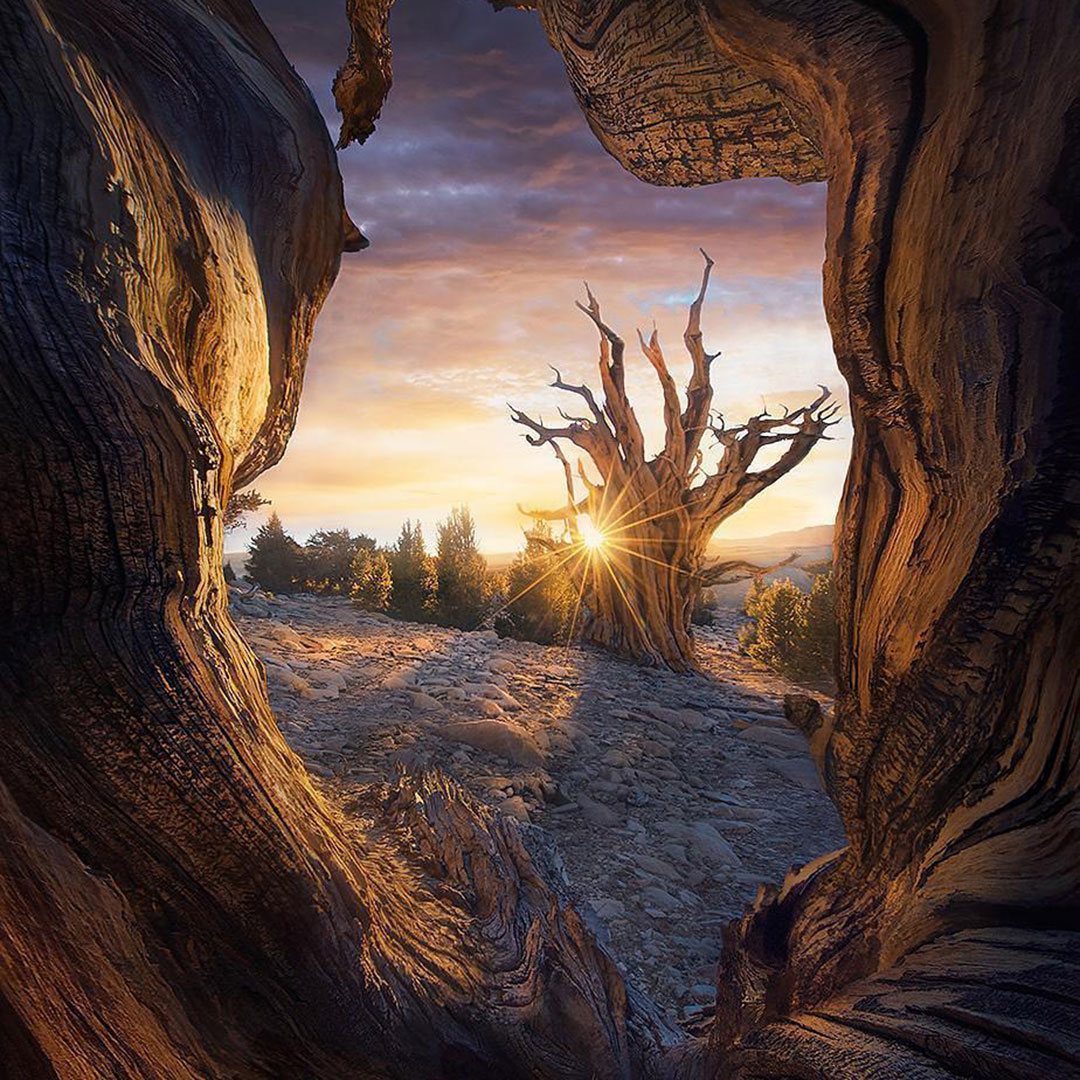 bristlecone pines