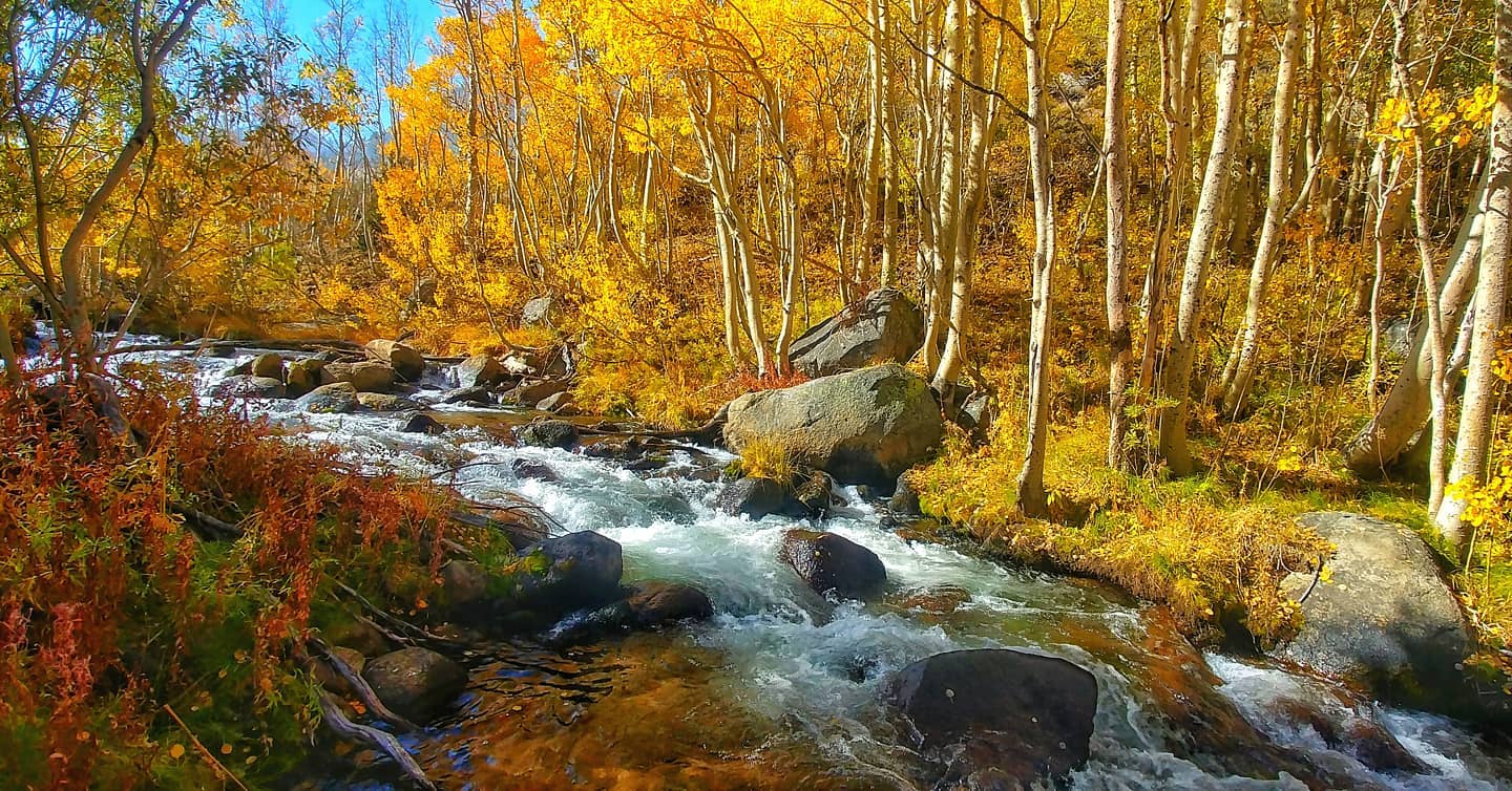 A vibrant autumn forest in Bishop, California, with a flowing river and colorful foliage, including yellow and orange leaves. visit bishop