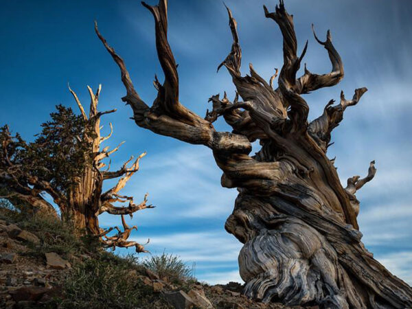 bristlecone pines