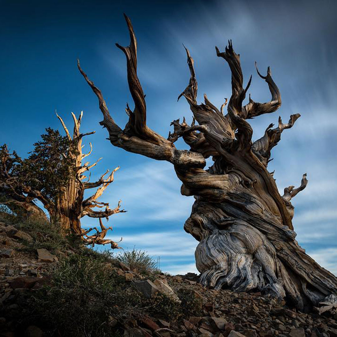 bristlecone pines