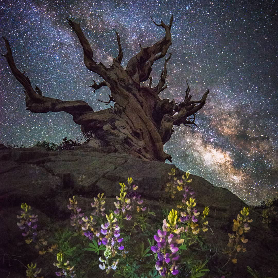 bristlecone pines