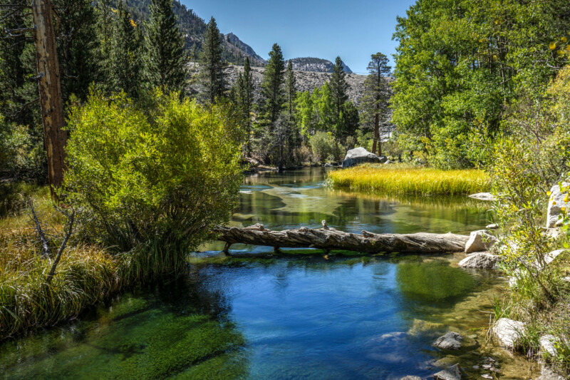 A clear river flows through a dense forest in Bishop, California, with a fallen tree trunk serving as a bridge and the majestic Eastern Sierra mountains in the background. visit bishop