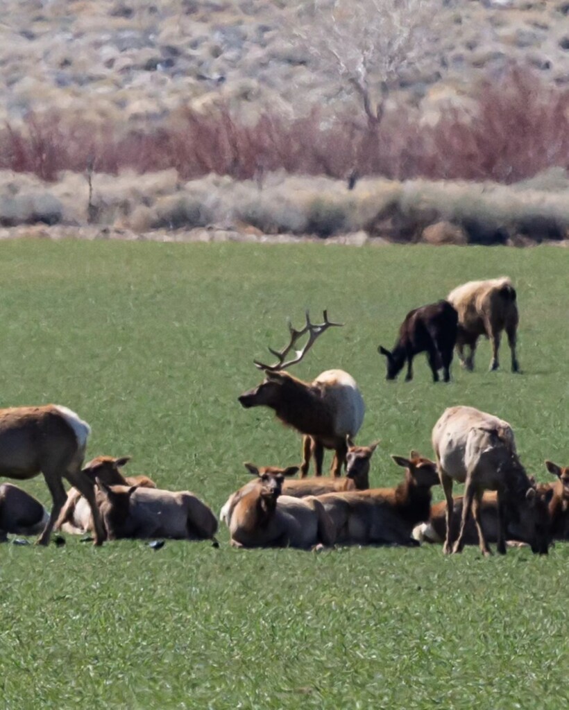 A herd of elk, with some lying down and others grazing in a grassy field, rests peacefully against the picturesque backdrop of shrubs and distant trees in Bishop, California's Eastern Sierra. visit bishop