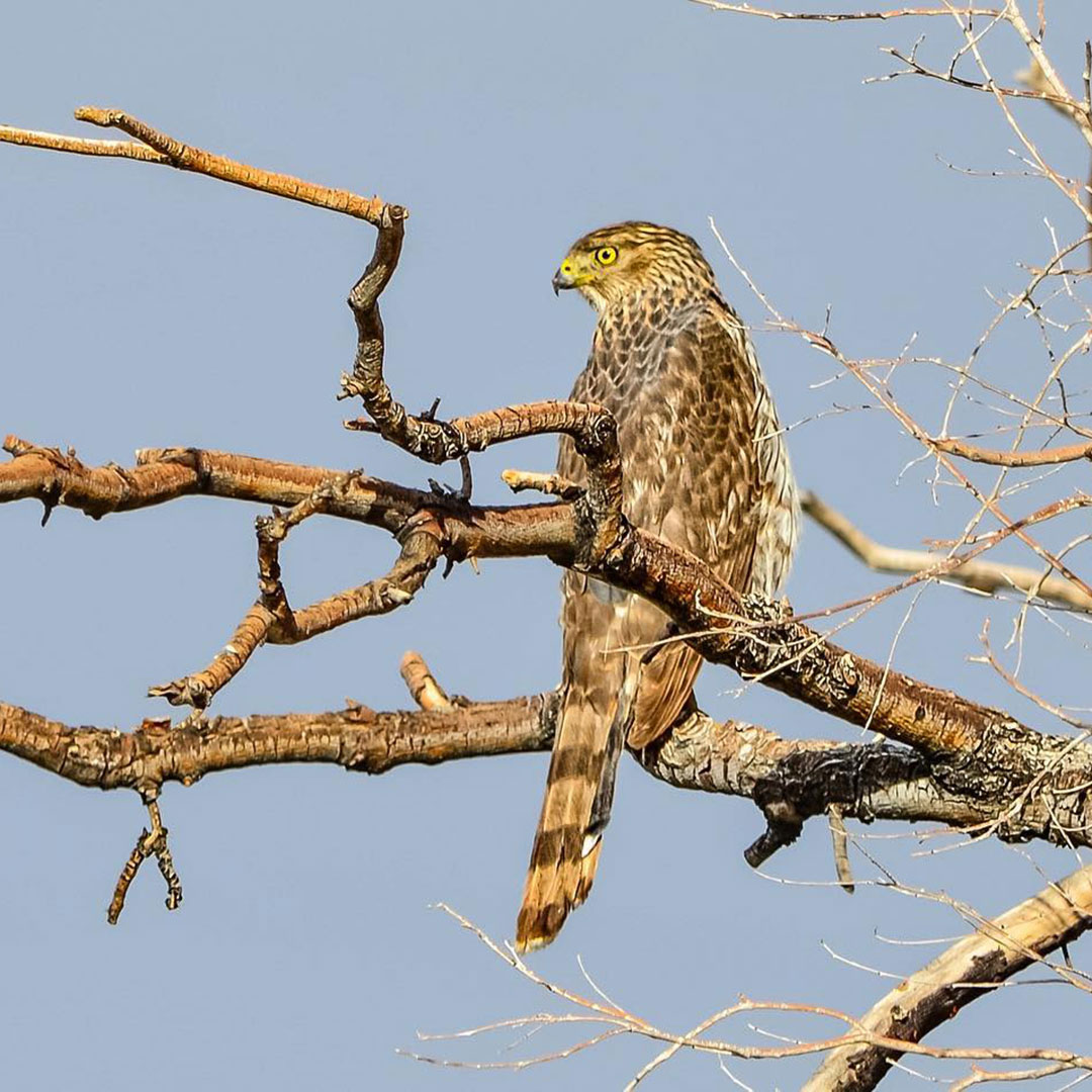 A hawk perched on a bare tree branch against the clear blue sky of Bishop, California, showcasing the beauty of the Eastern Sierra. visit bishop