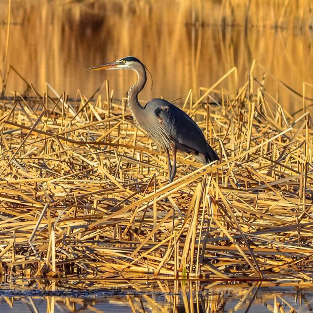 A heron stands in a marshy area filled with dried reeds, with a soft golden light illuminating the scene, nestled in the serene beauty of Bishop, California. visit bishop